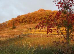 Der Weinberg im Herbst ...